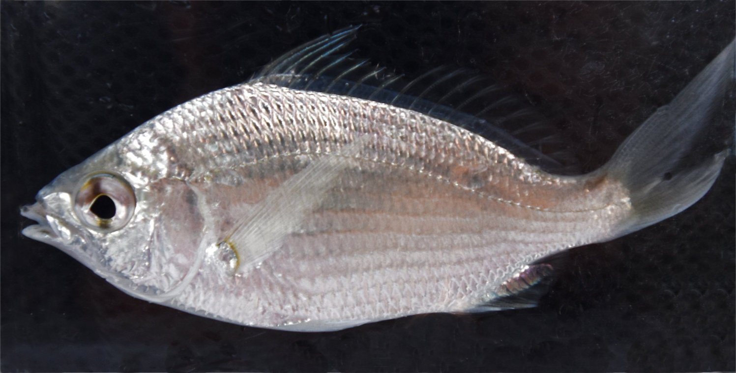 Mojarra, Silver Jenny uconn fishhead